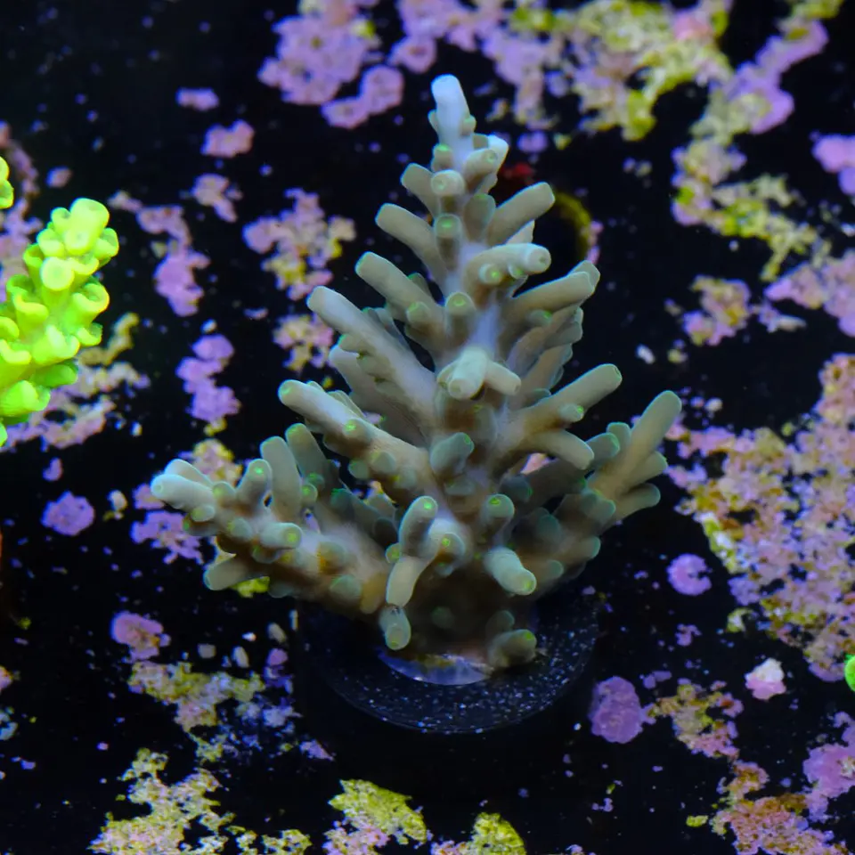 Acropora echinata 2