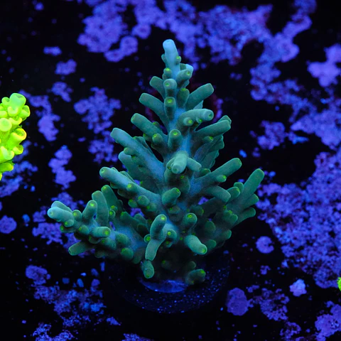 Acropora echinata