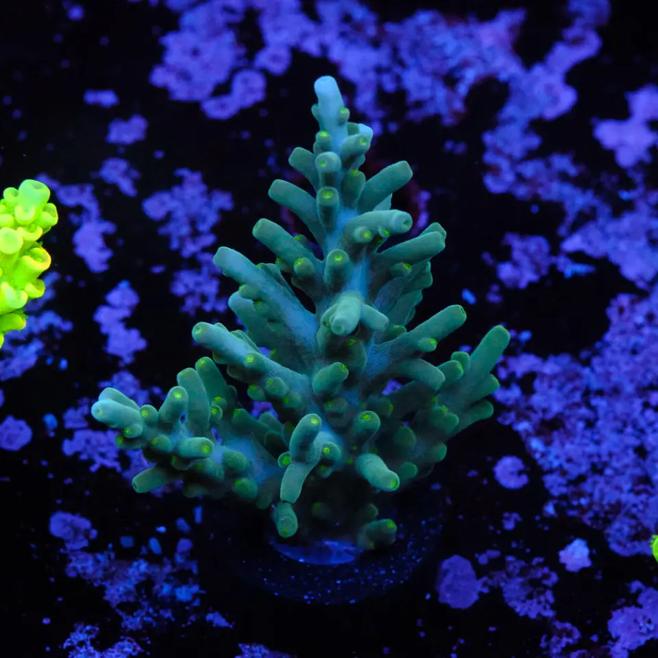 Acropora echinata 1