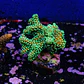 Seriatopora caledrium  - Thumbnail 2