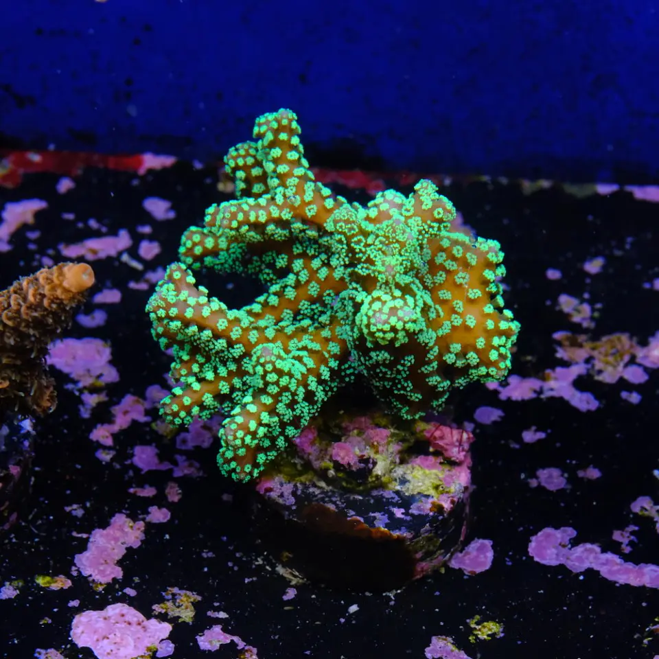 Seriatopora caledrium  2