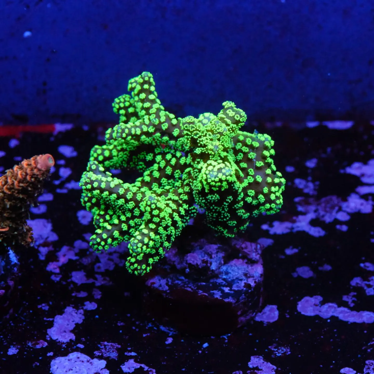 Seriatopora caledrium  1