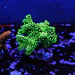 Seriatopora caledrium  - Thumbnail 1