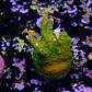 Acropora paletta pink tips - Thumbnail 2