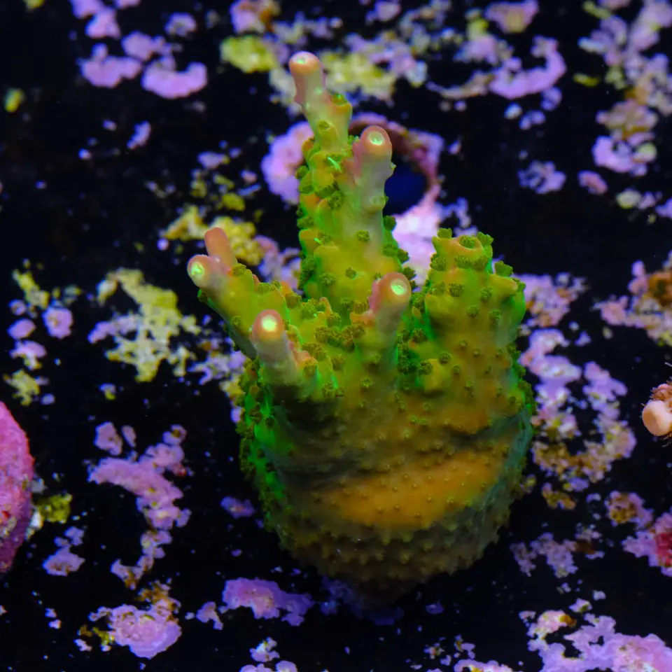 Acropora paletta pink tips 2