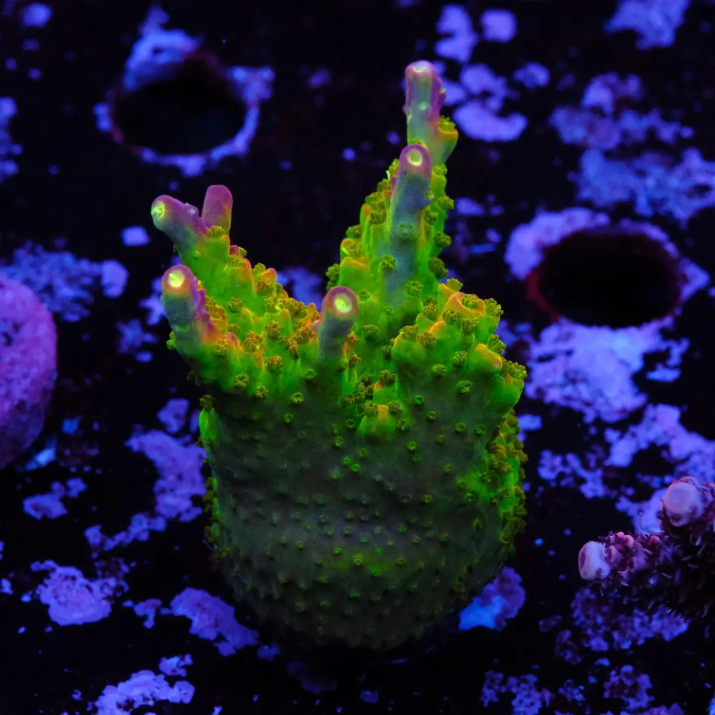 Acropora paletta pink tips 1