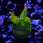 Acropora paletta pink tips - Thumbnail 1