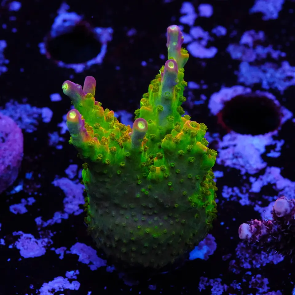 Acropora paletta pink tips 1