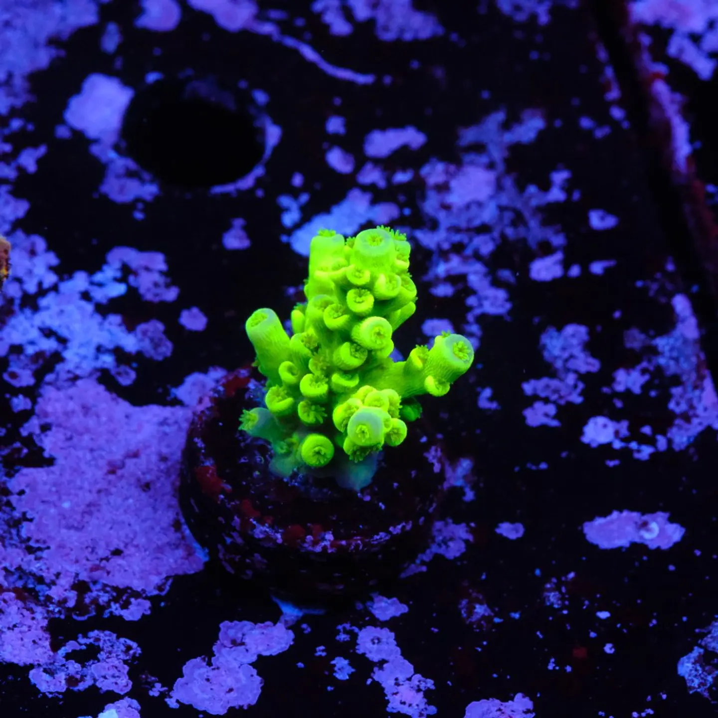 Acropora tenuis peter pan 1
