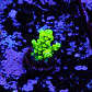 Acropora tenuis peter pan - Thumbnail 1