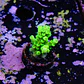 Acropora tenuis peter pan - Thumbnail 2