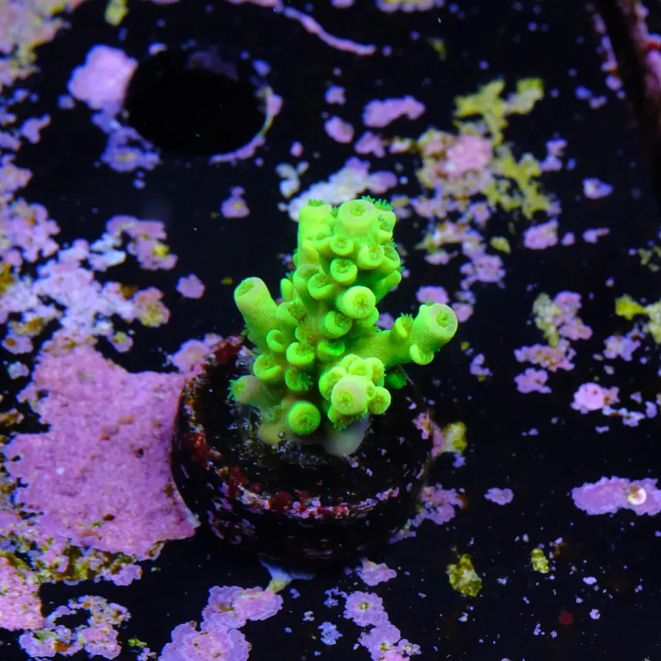Acropora tenuis peter pan 2