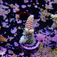 Acropora tenuis jacksons rainbow - Thumbnail 2