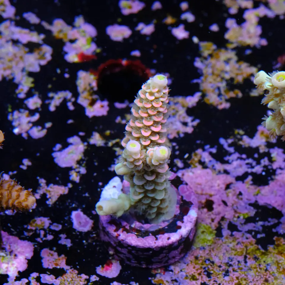 Acropora tenuis jacksons rainbow 2