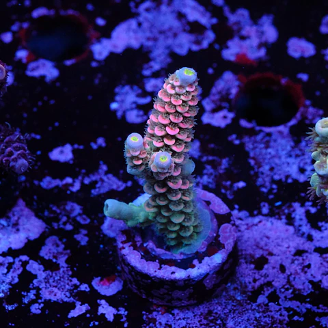 Acropora tenuis jacksons rainbow