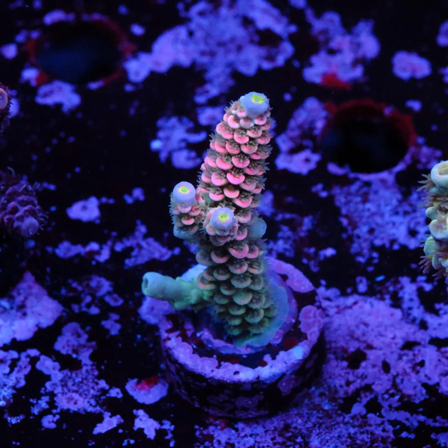 Acropora tenuis jacksons rainbow 1