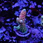 Acropora tenuis jacksons rainbow - Thumbnail 1