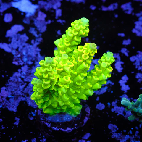 Acropora tenuis peter pan