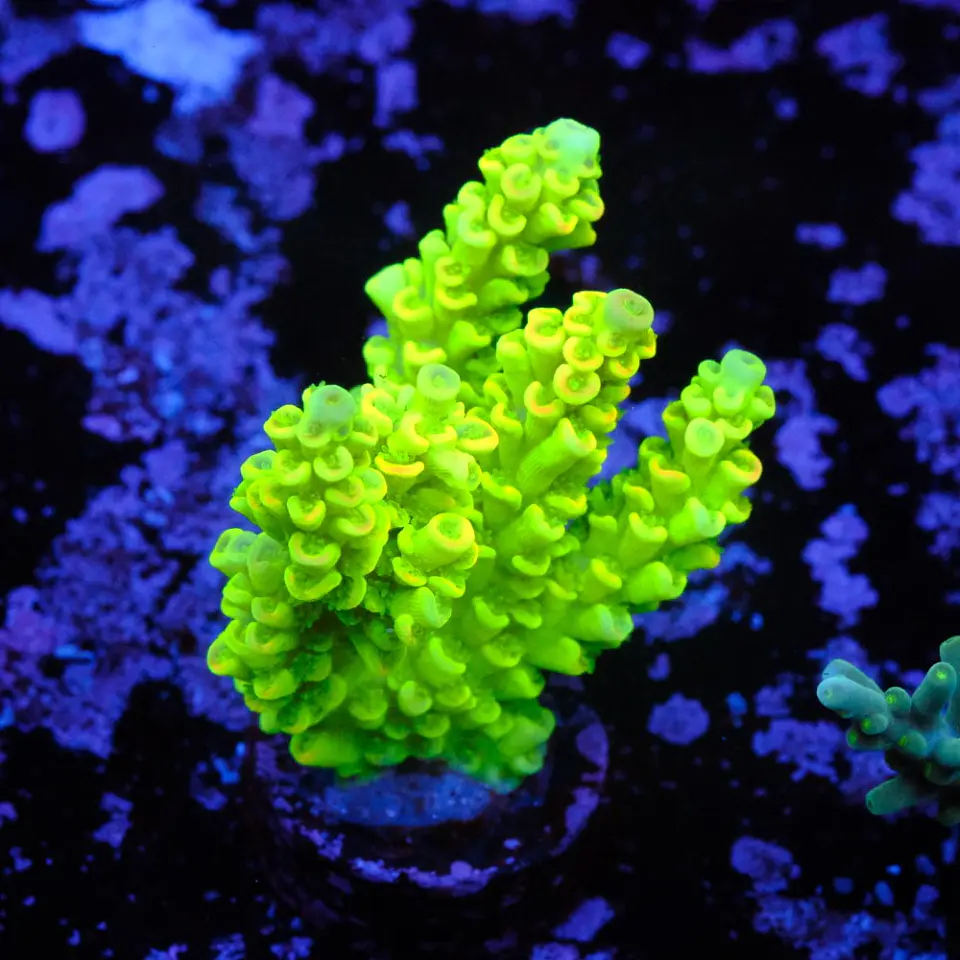 Acropora tenuis peter pan 1