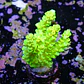 Acropora tenuis peter pan - Thumbnail 2