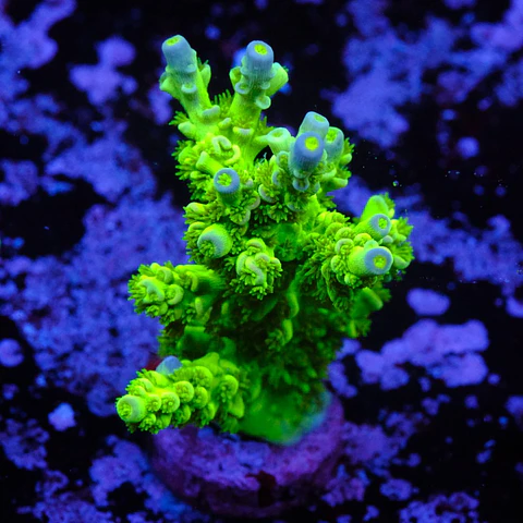 Acropora tenuis peter pan