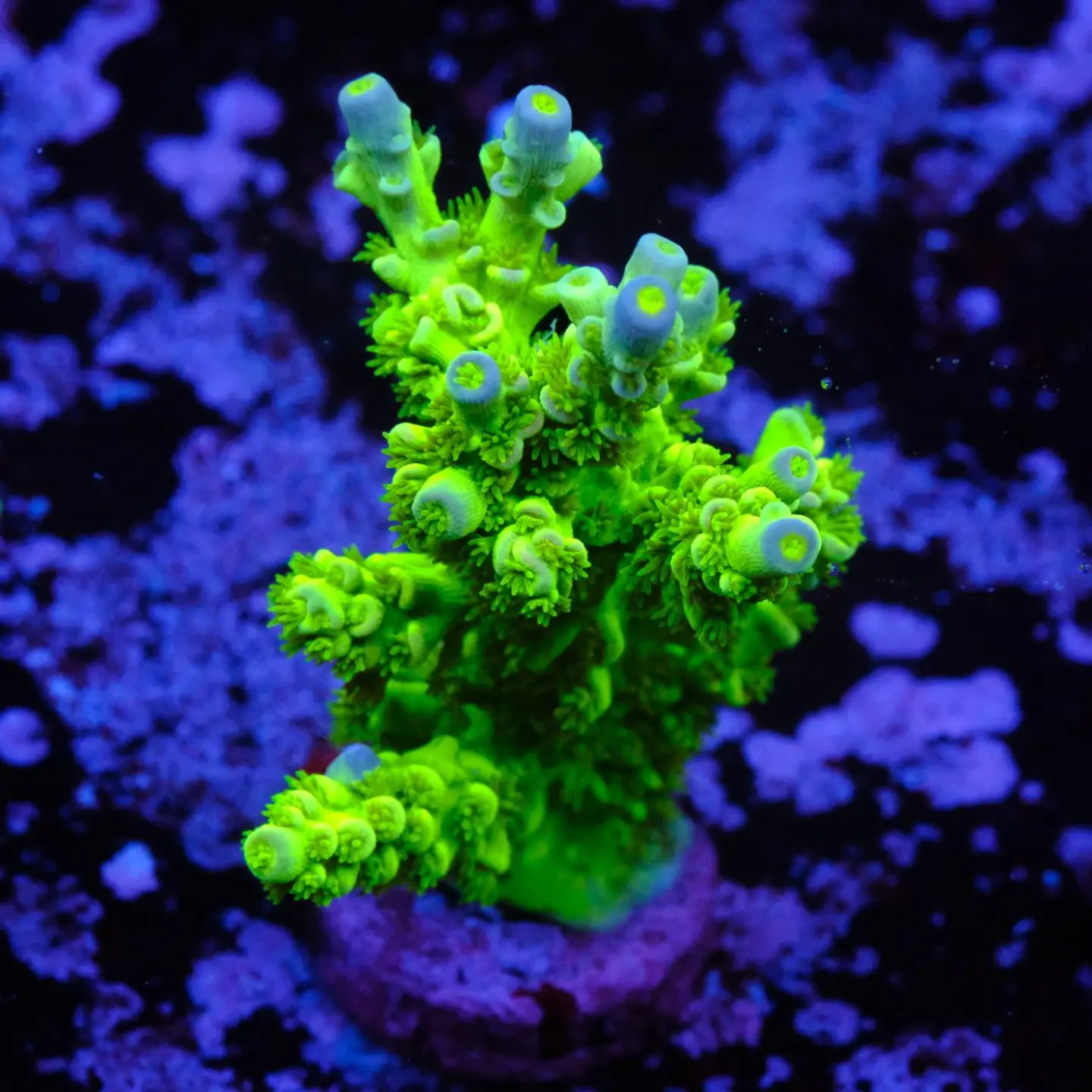 Acropora tenuis peter pan 1