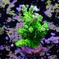 Acropora tenuis peter pan - Thumbnail 2