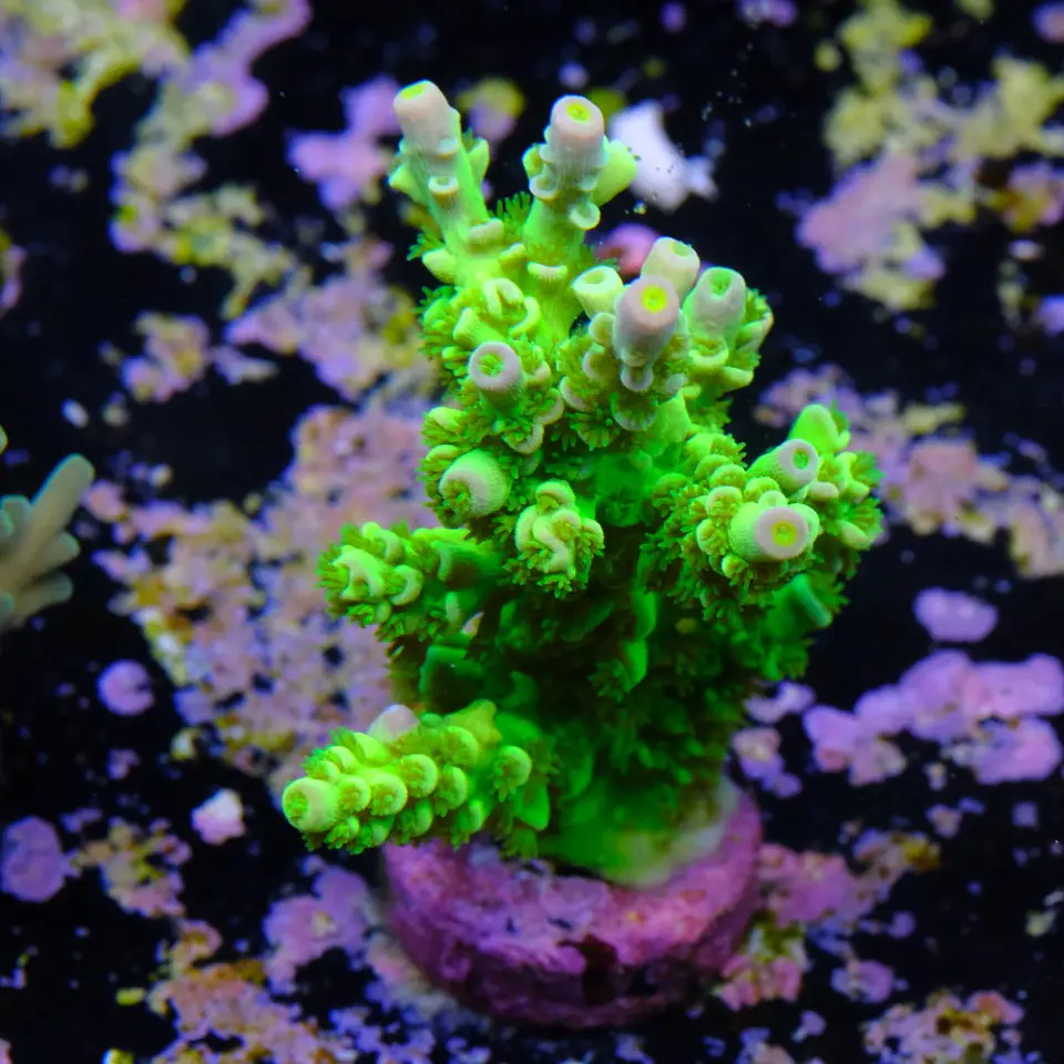 Acropora tenuis peter pan 2