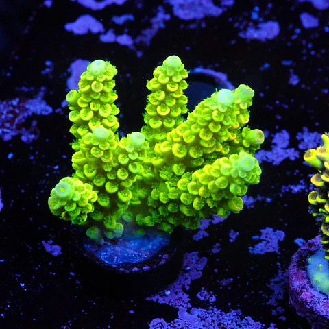 Acropora tenuis peter pan