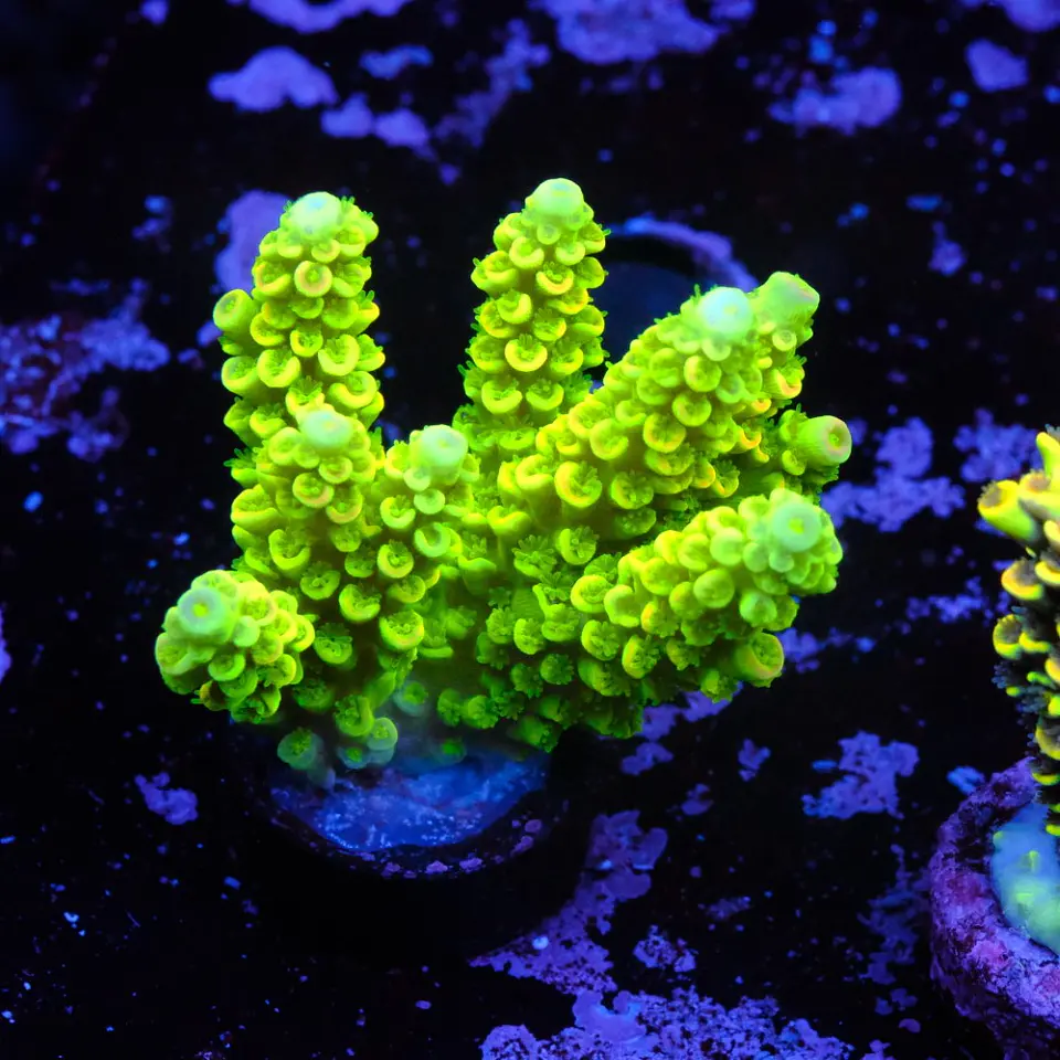 Acropora tenuis peter pan 1