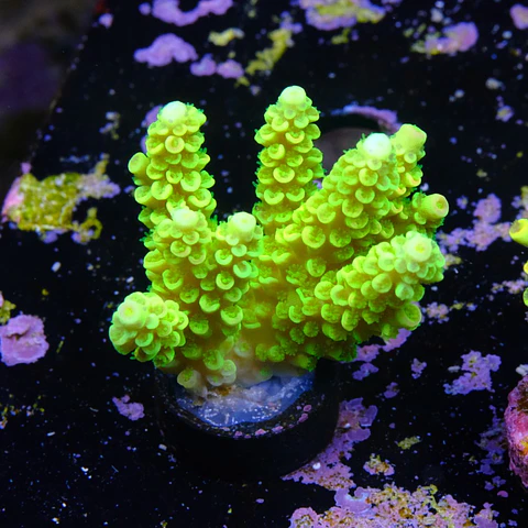 Acropora tenuis peter pan