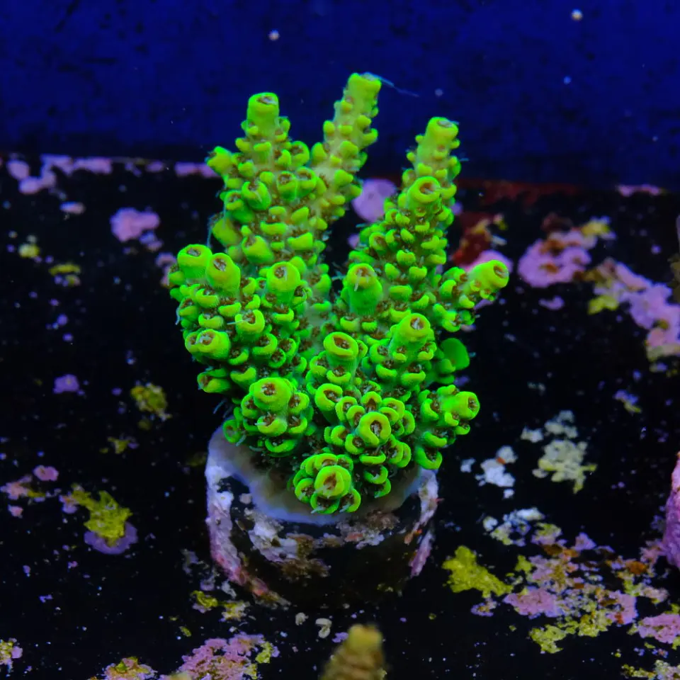 Acropora wolverine 2