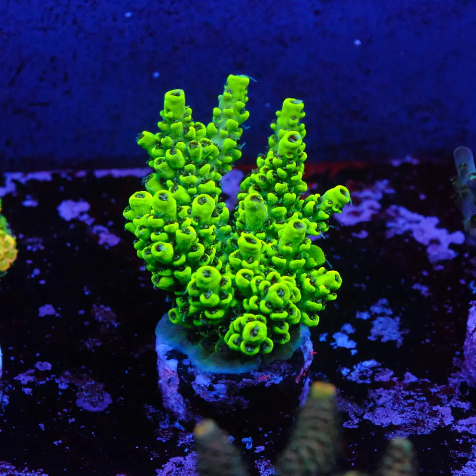Acropora wolverine 1