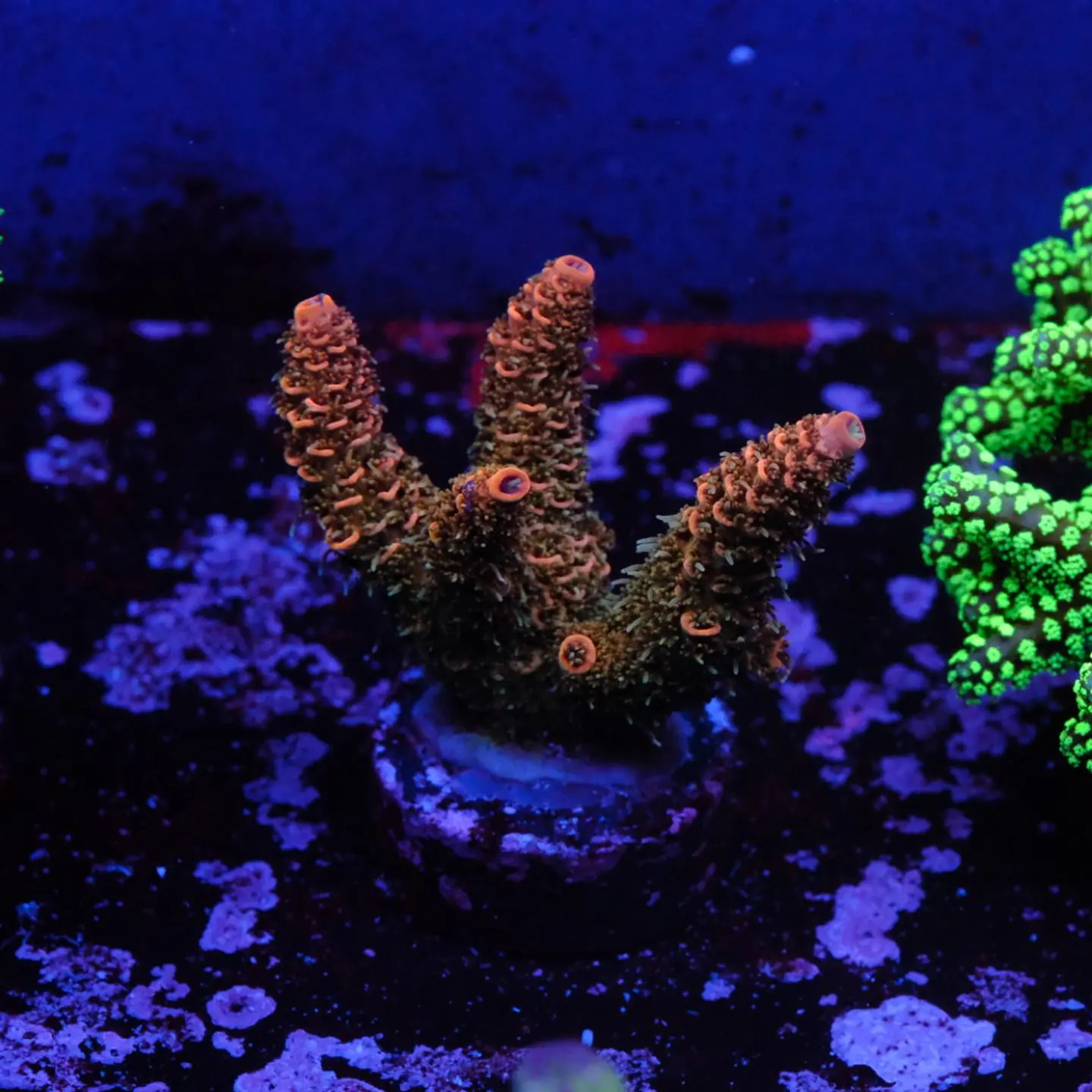 Acropora millepora 1
