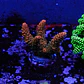 Acropora millepora - Thumbnail 1