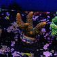 Acropora millepora - Thumbnail 2