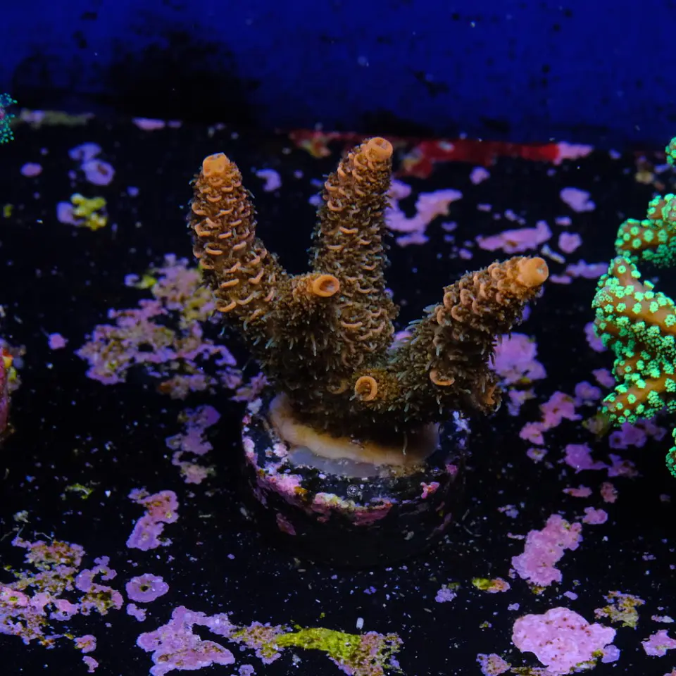 Acropora millepora 2