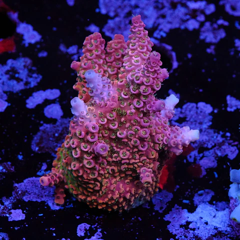 Acropora millepora