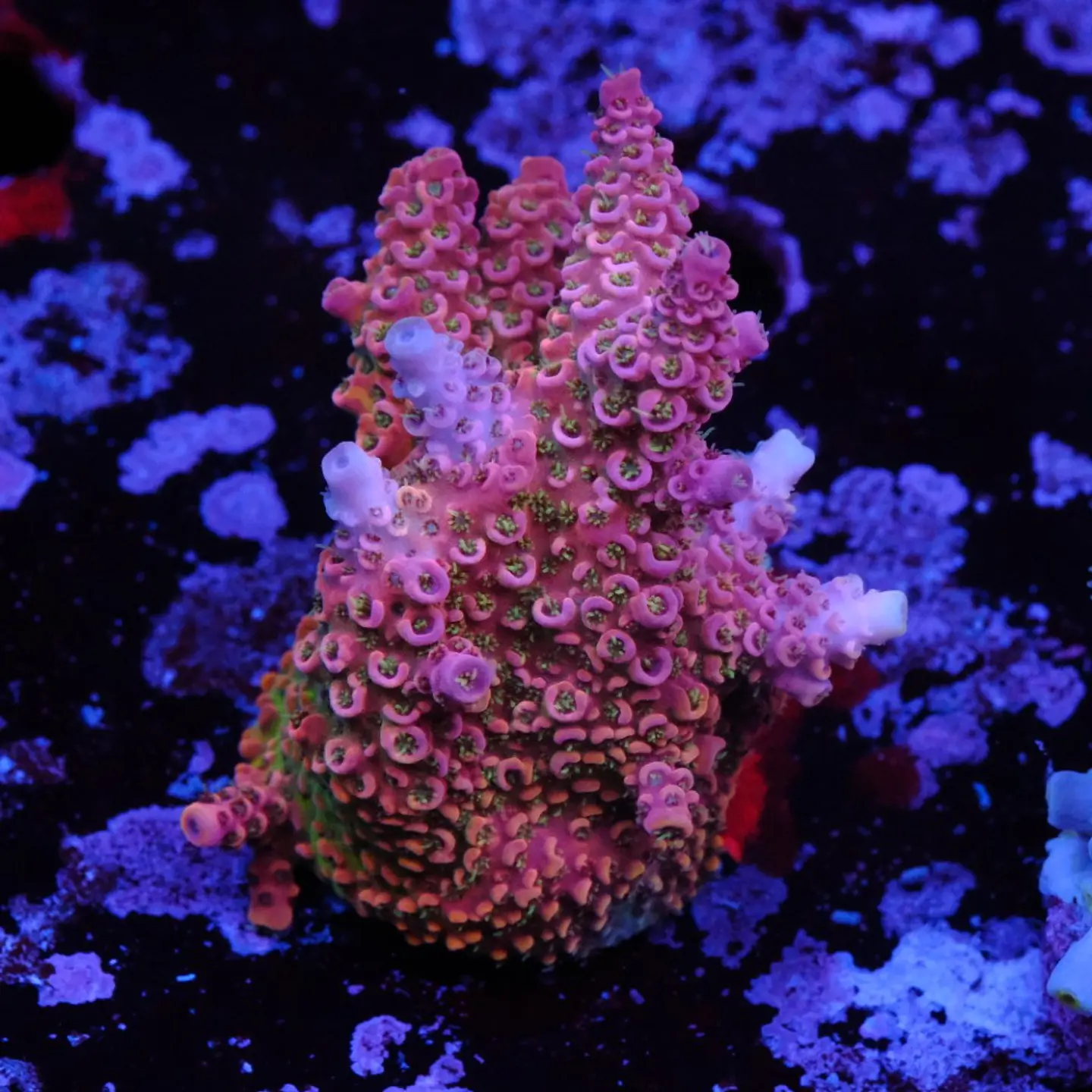 Acropora millepora 1