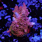 Acropora millepora - Thumbnail 1