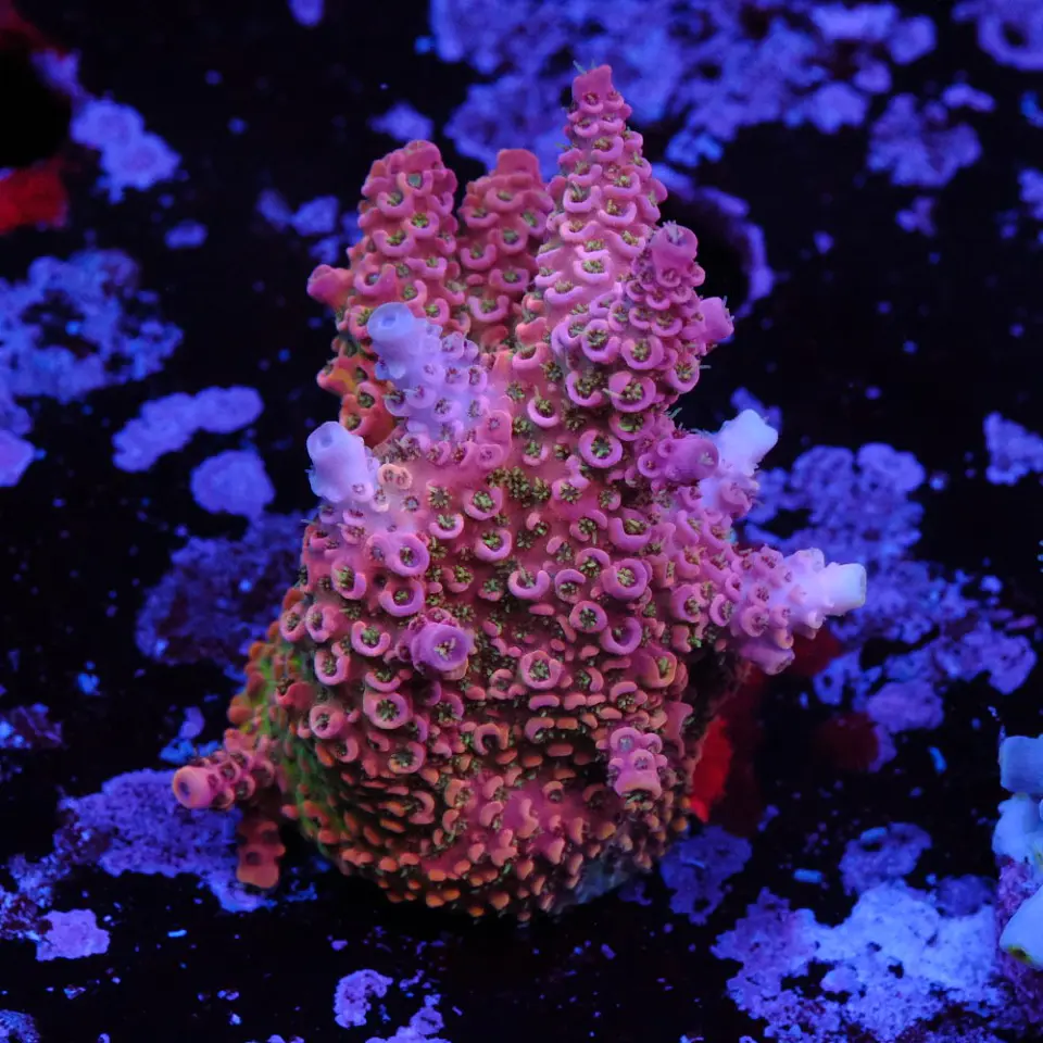 Acropora millepora 1
