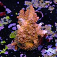 Acropora millepora - Thumbnail 2