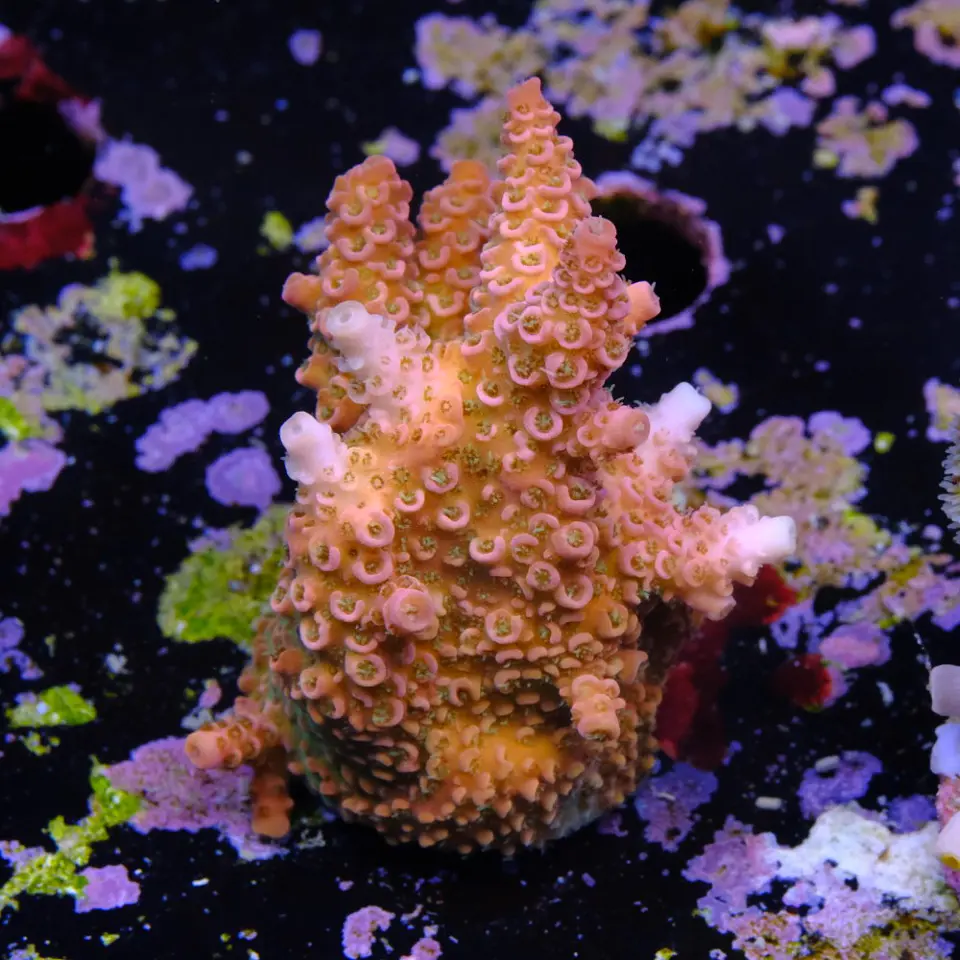 Acropora millepora 2
