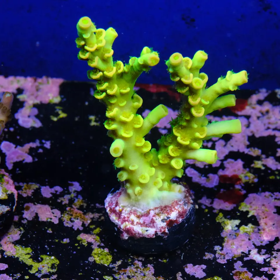 Acropora tenuis peter pan 2