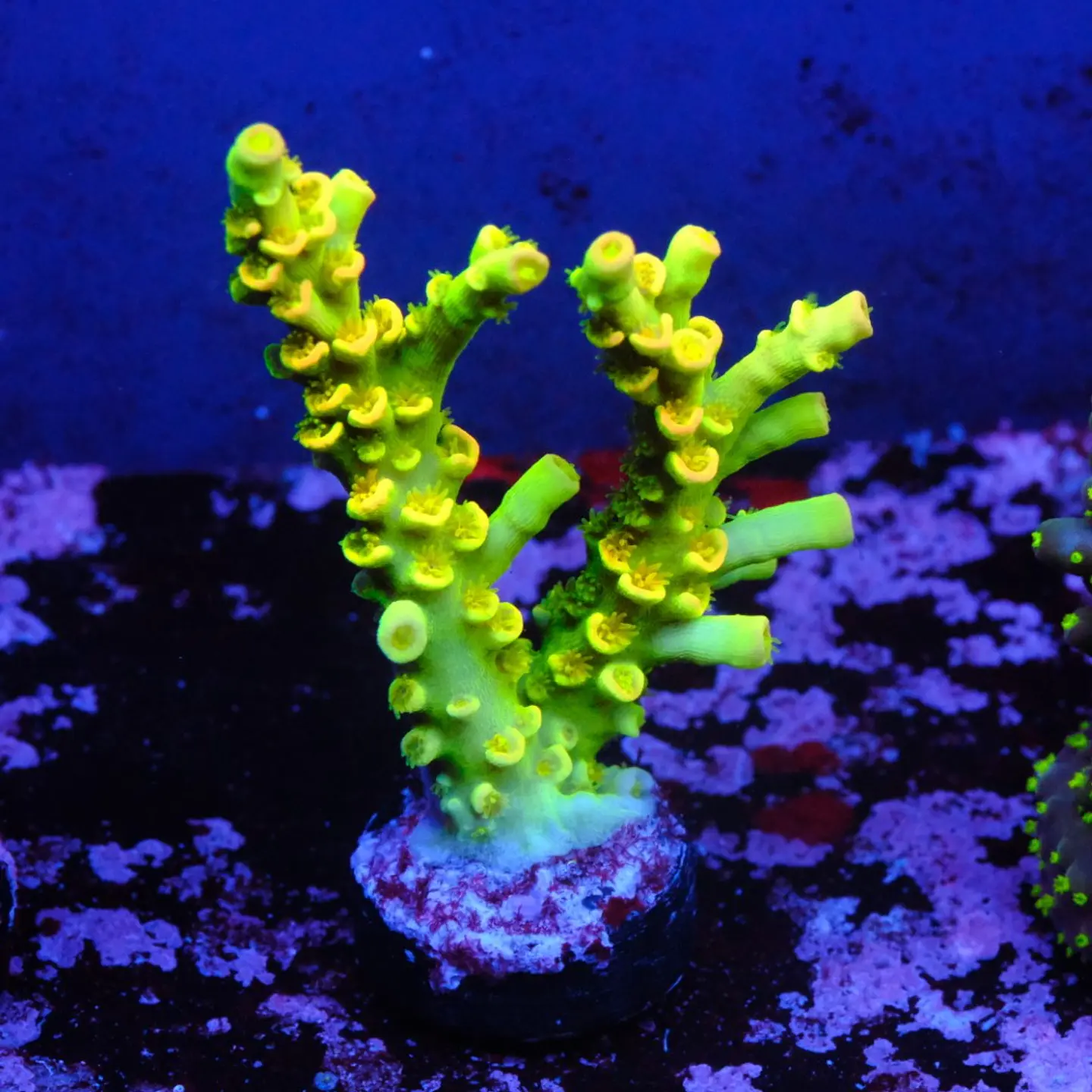 Acropora tenuis peter pan 1