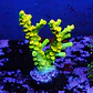 Acropora tenuis peter pan - Thumbnail 1