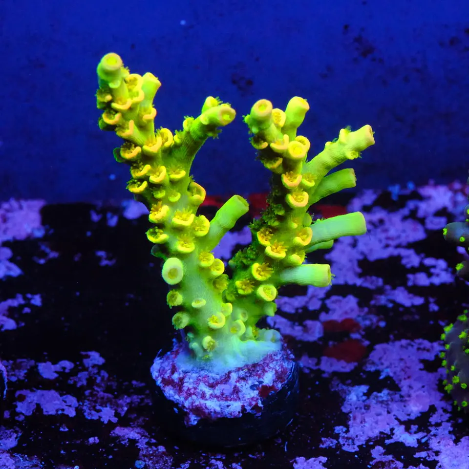 Acropora tenuis peter pan 1