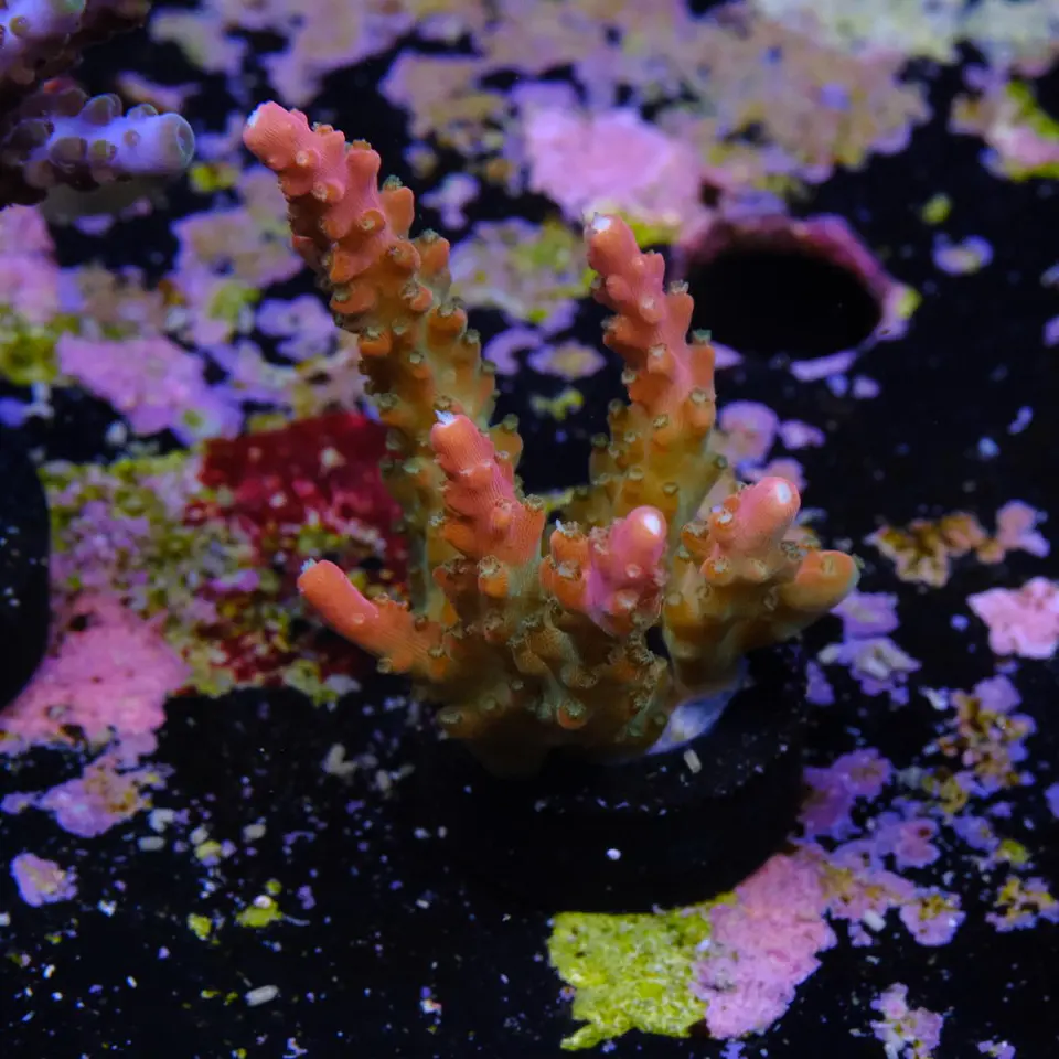Acropora Joes Mango 2