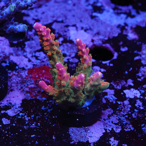 Acropora Joes Mango