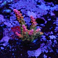 Acropora Joes Mango - Thumbnail 1